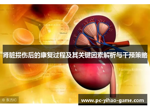 肾脏损伤后的康复过程及其关键因素解析与干预策略